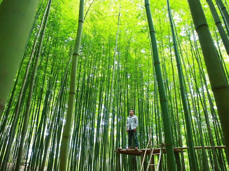 Fall in love with the beautiful bamboo forest like a swordplay movie in Mu Cang Chai